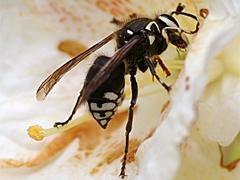 Bald-faced Hornet